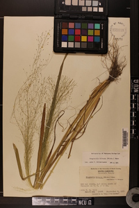 Eragrostis hirsuta image