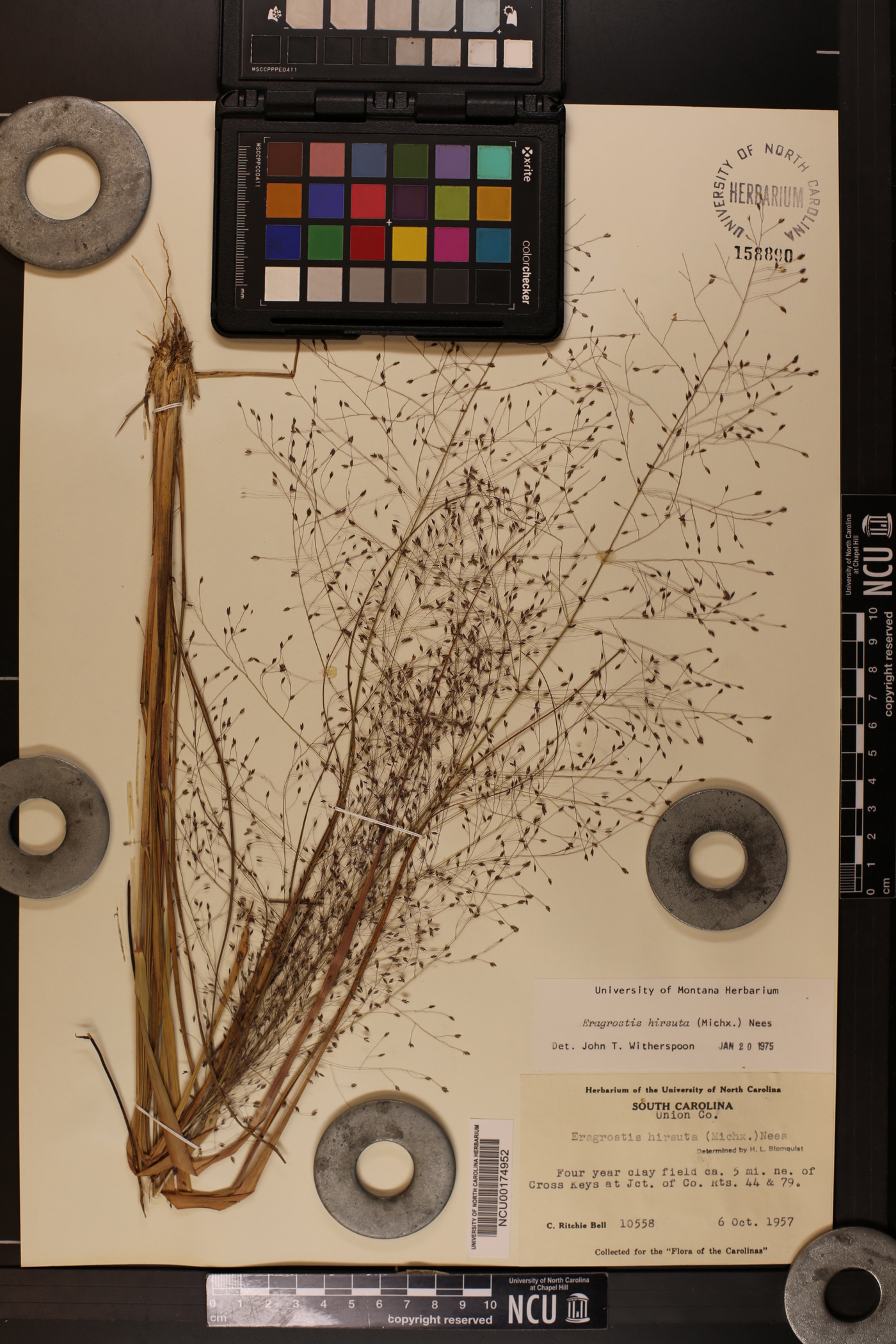 Eragrostis hirsuta image