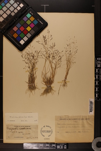 Eragrostis pilosa image