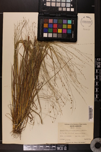 Eragrostis refracta image