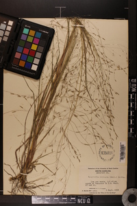 Eragrostis refracta image