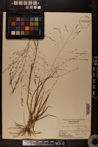 Eragrostis refracta image