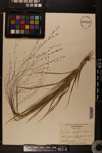 Eragrostis refracta image