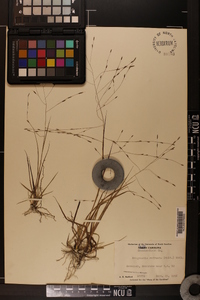 Eragrostis refracta image