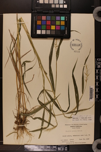 Elymus hystrix image