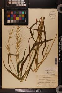 Elymus hystrix image