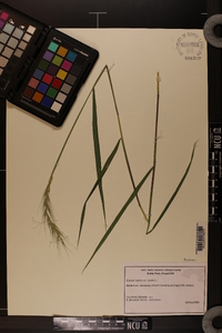 Elymus hystrix image