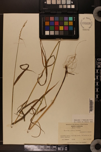 Elymus hystrix image