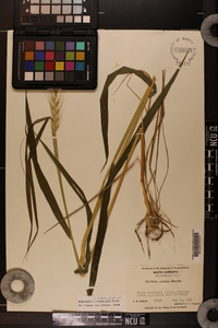 Elymus hystrix image