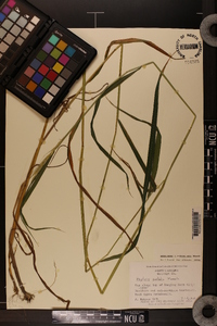 Elymus hystrix image