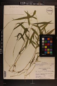 Brachyelytrum erectum image