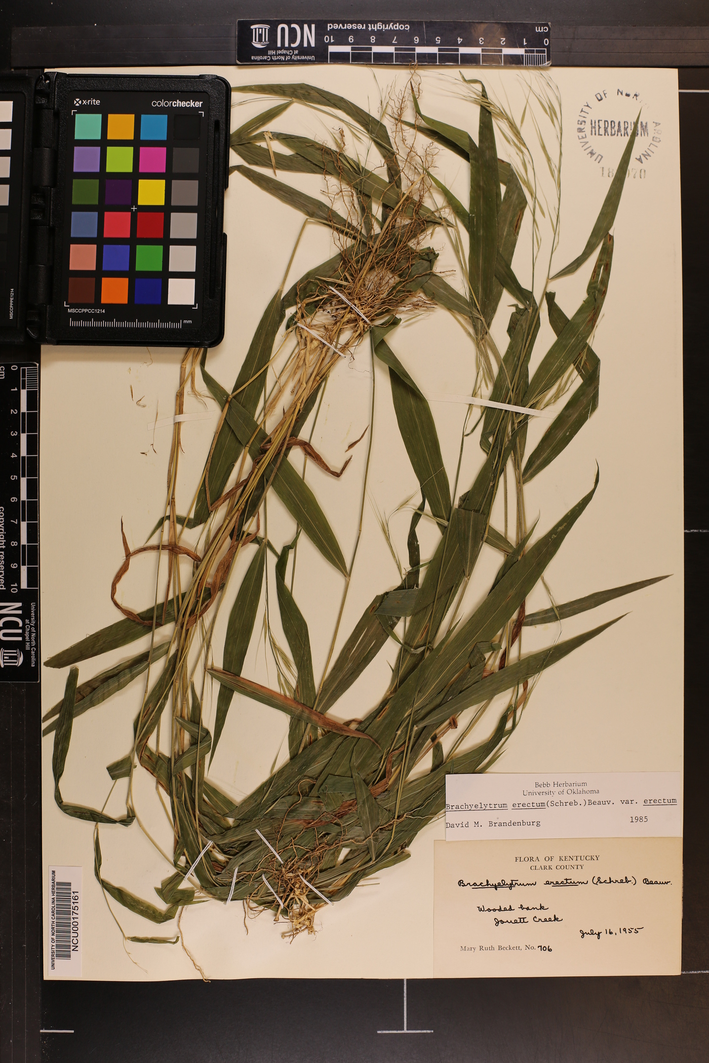 Brachyelytrum erectum var. erectum image