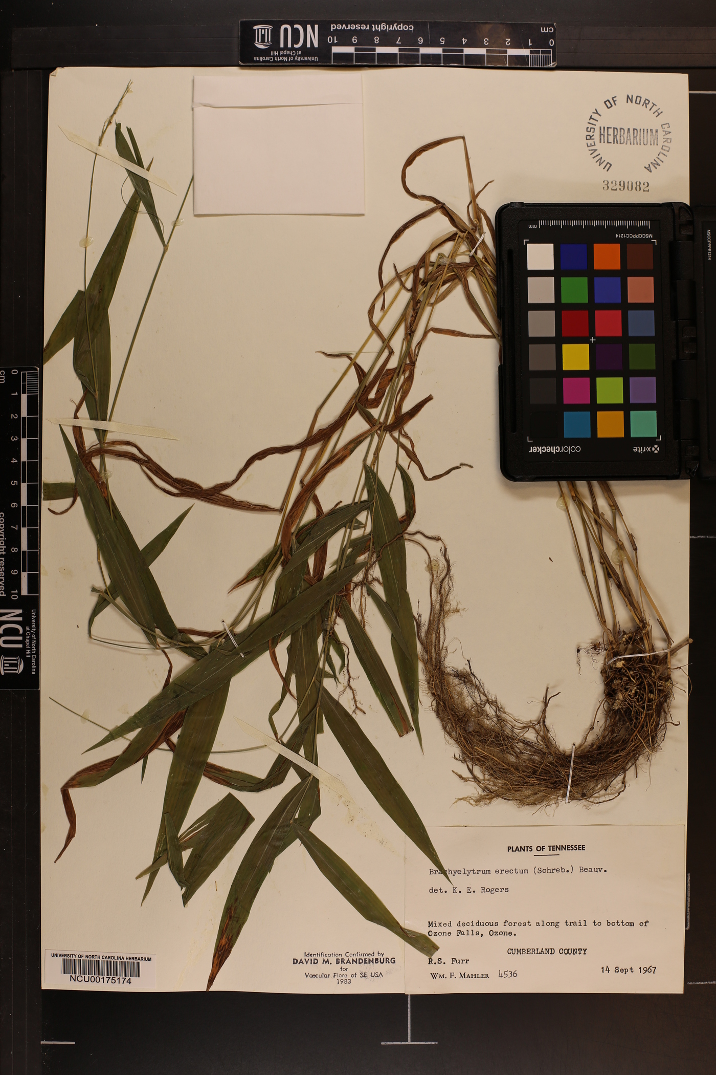 Brachyelytrum erectum var. erectum image