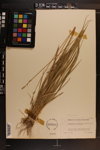 Brachypodium sylvaticum image