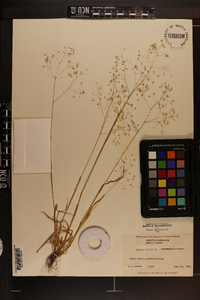 Briza minor image