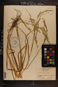 Bromus catharticus image