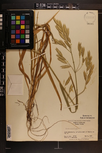 Bromus catharticus image