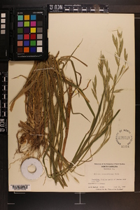 Bromus catharticus image