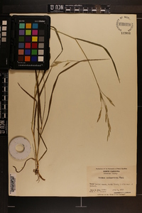 Bromus catharticus image