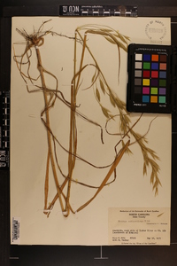 Bromus catharticus image