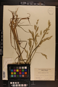 Bromus catharticus image