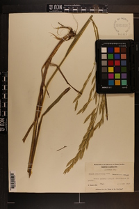 Bromus catharticus image