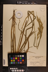 Bromus catharticus image