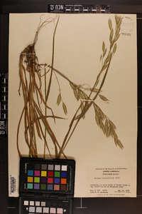 Bromus catharticus image