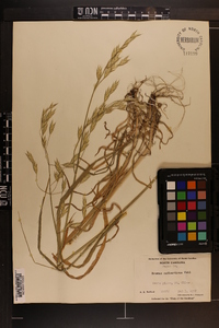 Bromus catharticus image