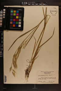 Bromus commutatus image