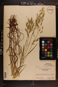 Bromus commutatus image