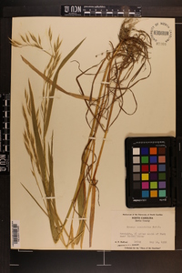 Bromus commutatus image