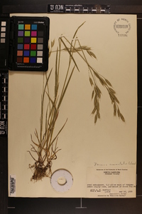 Bromus commutatus image