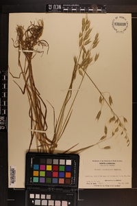 Bromus commutatus image