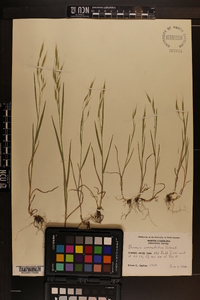 Bromus commutatus image