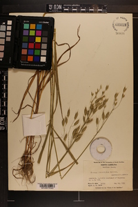 Bromus commutatus image