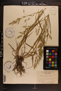 Bromus commutatus image