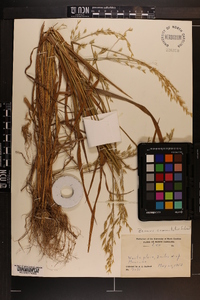 Bromus commutatus image