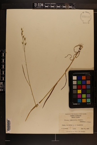 Bromus commutatus image