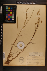 Bromus commutatus image