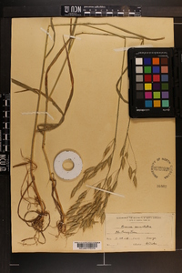 Bromus commutatus image