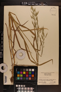 Bromus commutatus image