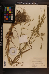 Bromus commutatus image