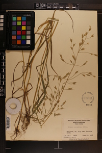 Bromus commutatus image