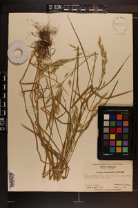 Bromus commutatus image