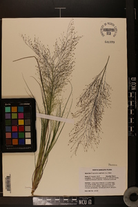 Eragrostis capillaris image