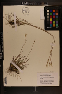 Andropogon tracyi image