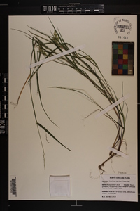 Cenchrus spinifex image