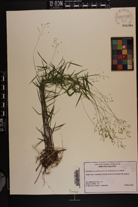 Dichanthelium dichotomum var. dichotomum image