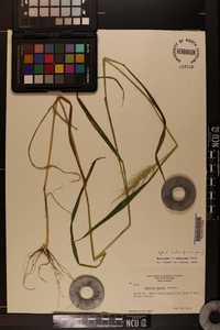 Elymus hystrix image